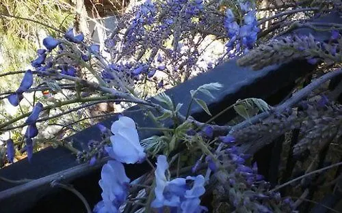 Jenny's House Отель Селемие